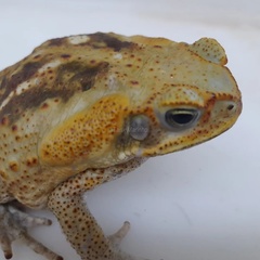 Rhinella diptycha