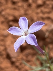 Ipomopsis longiflora
