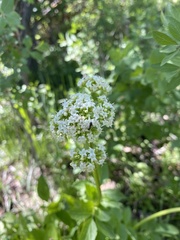 Valeriana occidentalis