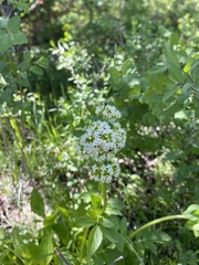 Valeriana occidentalis