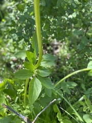Valeriana occidentalis