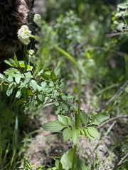 Valeriana occidentalis