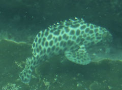 Epinephelus quoyanus