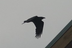 Corvus corax sinuatus