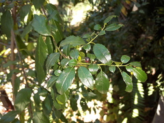 Rhamnus prinoides
