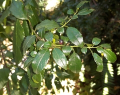 Rhamnus prinoides