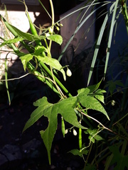Ceratiosicyos laevis