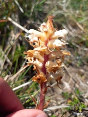 Orobanche amethystea