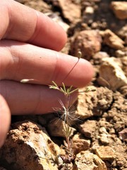 Leptosiphon septentrionalis
