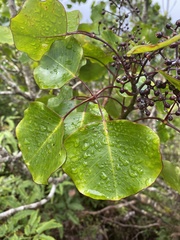Cheirodendron platyphyllum