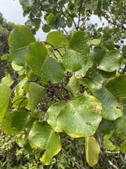 Cheirodendron platyphyllum