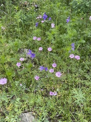 Geranium linearilobum