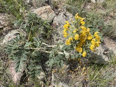 Phlomoides speciosa