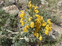Phlomoides speciosa
