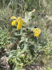 Phlomoides speciosa