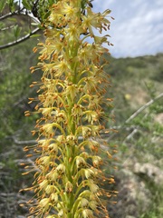 Eremurus fuscus
