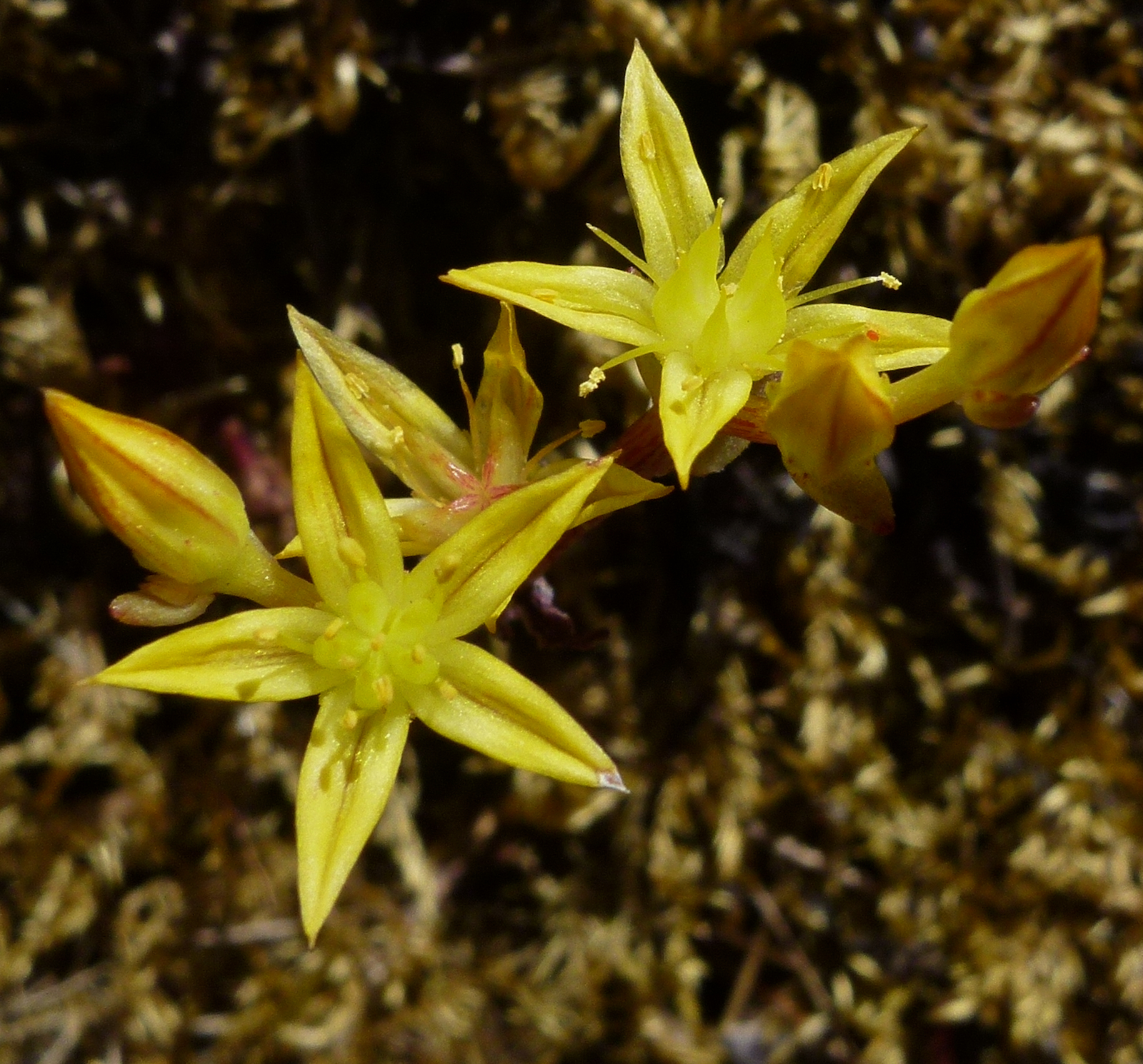 Sedum radiatum