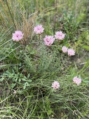 Pseudosedum longidentatum