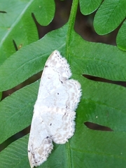 Scopula propinquaria