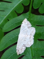 Scopula propinquaria