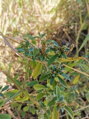 Achyropsis leptostachya