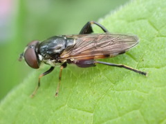 Tropidia scita