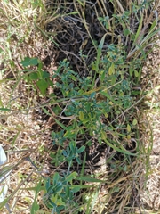 Achyropsis leptostachya