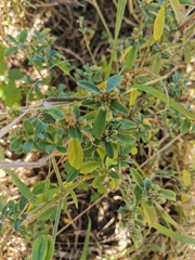 Achyropsis leptostachya