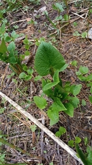 Brunnera sibirica