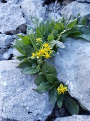 Senecio elmeri
