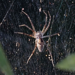 Dendrolycosa icadia