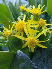 Senecio elmeri