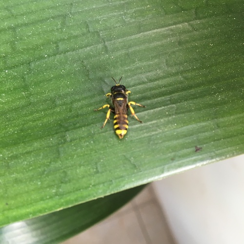 Ectemnius hypsae