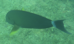 Acanthurus xanthopterus
