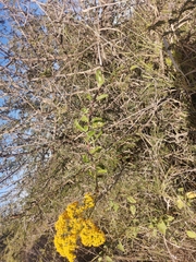 Senecio pleistocephalus