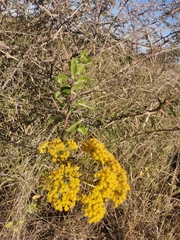 Senecio pleistocephalus