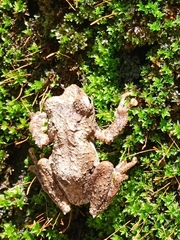 Kurixalus idiootocus