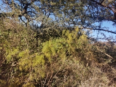 Asparagus buchananii