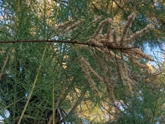 Tamarix