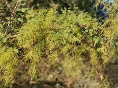 Asparagus buchananii