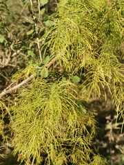 Asparagus buchananii