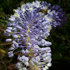 Merwilla plumbea