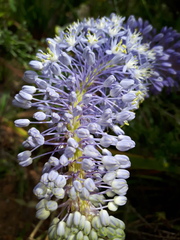 Merwilla plumbea