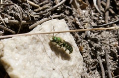 Hoplitis fulgida