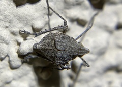 Orgeriinae