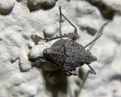 Orgeriinae