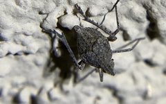 Orgeriinae