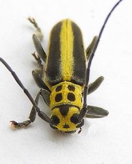 Saperda puncticollis