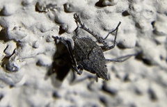 Orgeriinae