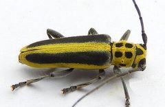 Saperda puncticollis